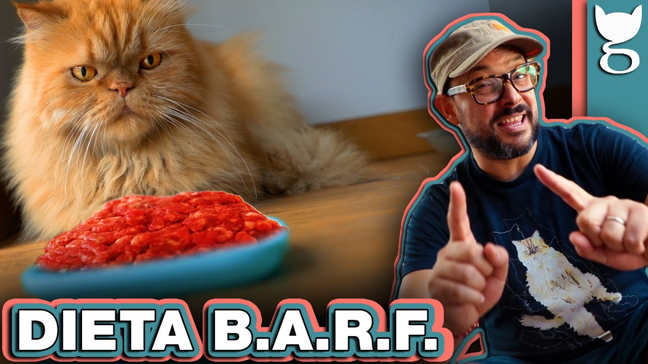 DIETA B.A.R.F. PARA GATOS 😺🍖 ¿PUEDO DARLE CARNE CRUDA A MI GATO?