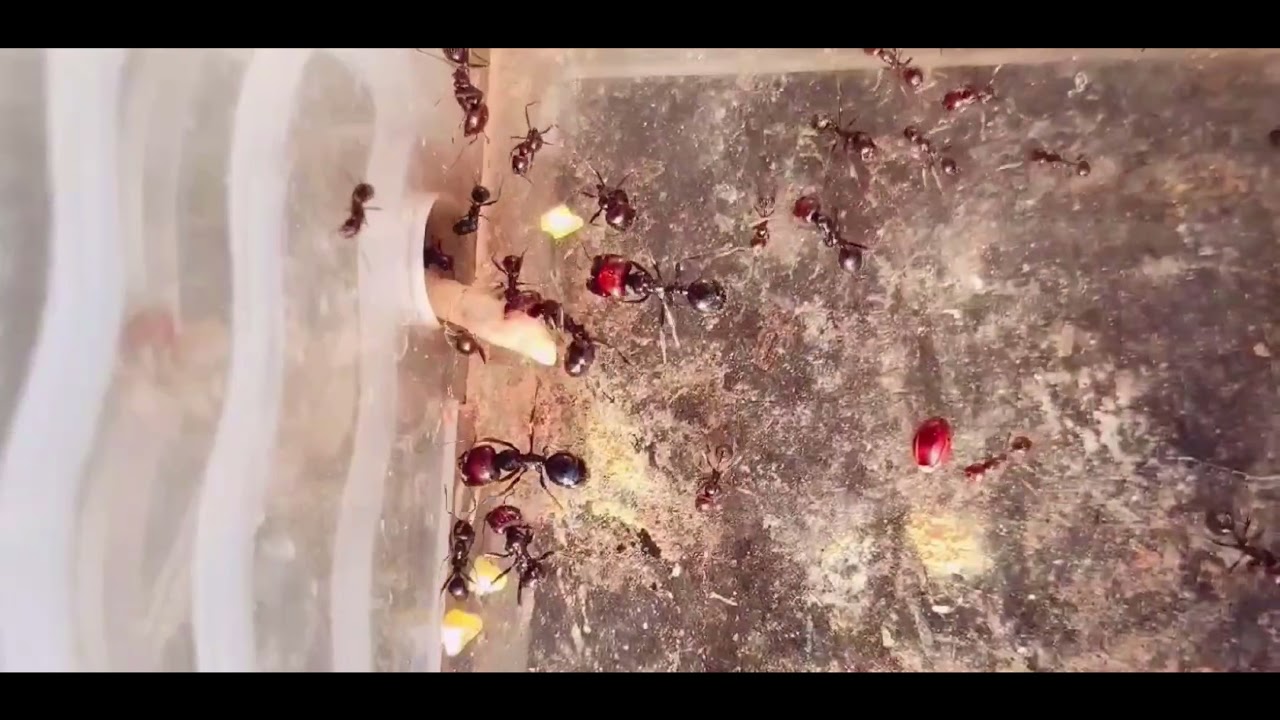 Red-headed Messor barbarus colony feeding