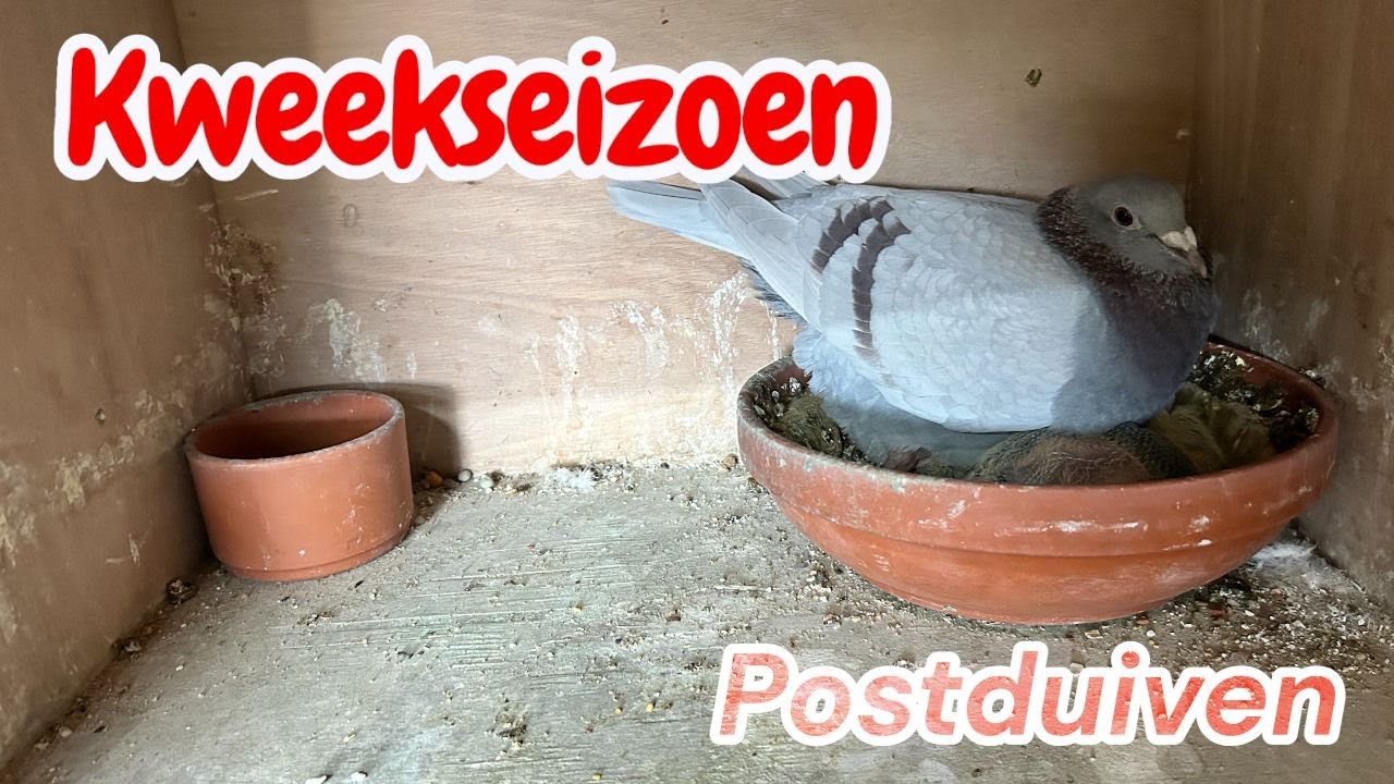 28 Jongen van de 1ste ronde | Kweekseizoen Postduiven |
