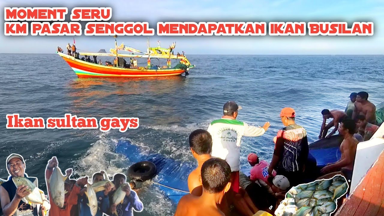 Moment seru km pasar mendapatkan ikan busilan ll Nelayan puger jember