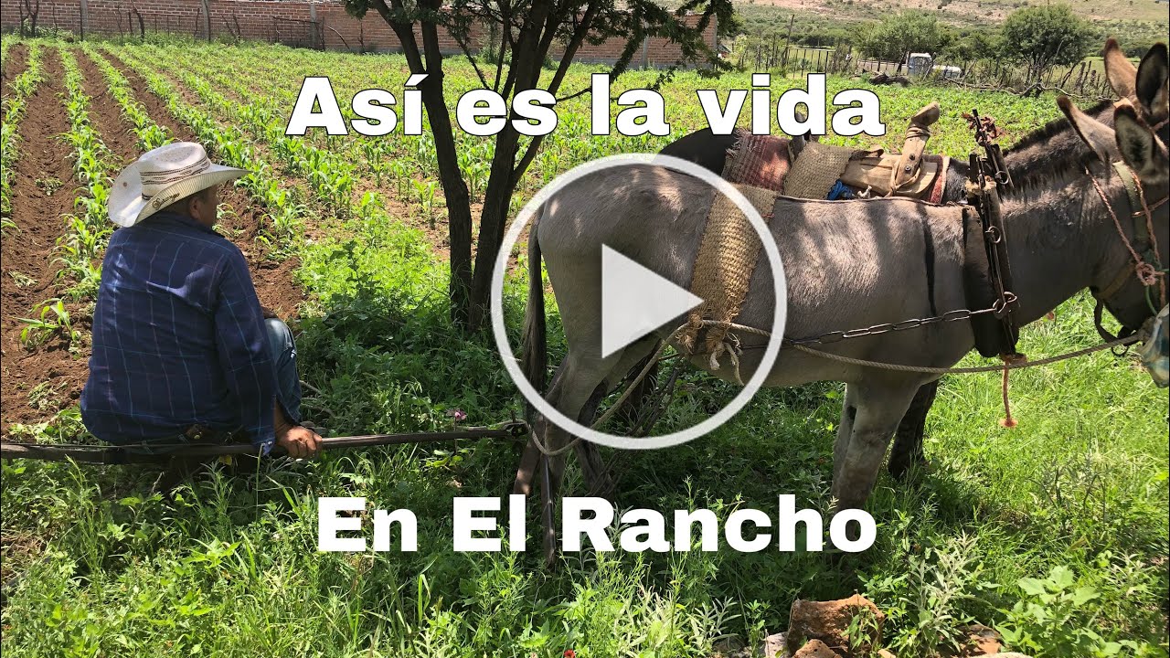 Yunta de burros trabajando la tierra.