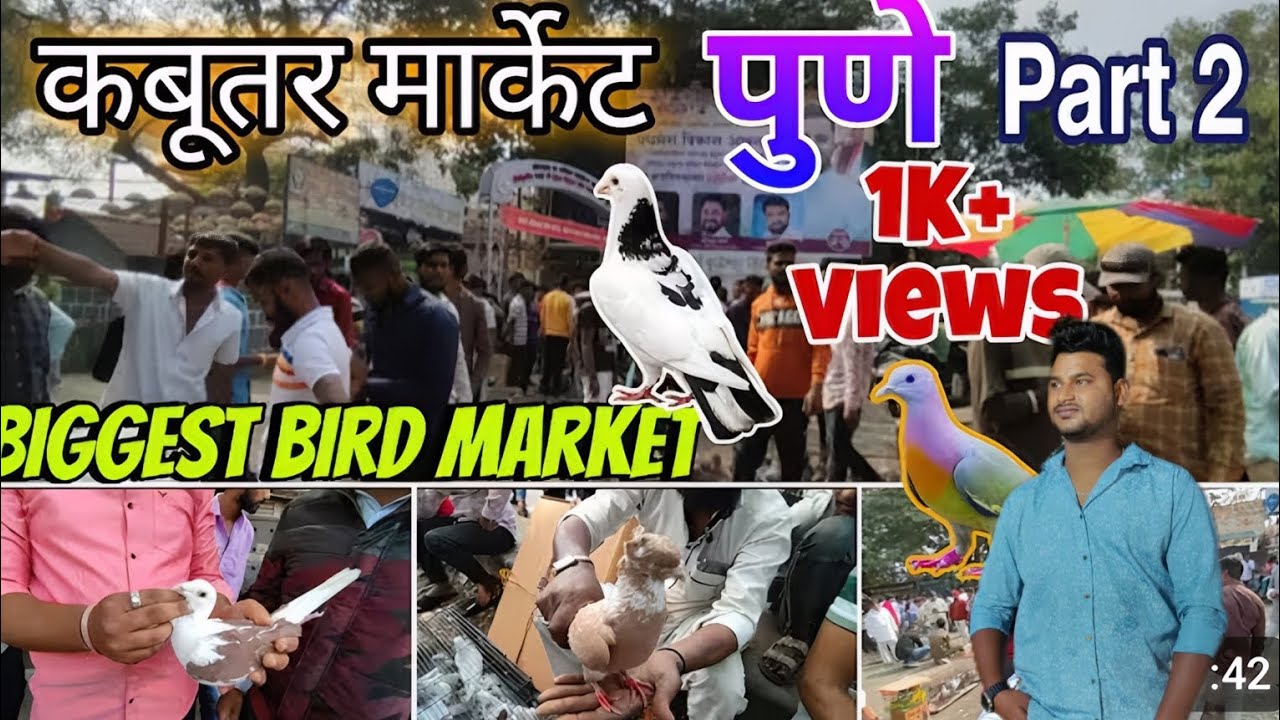 Pune kabootar market // kabootar market pune