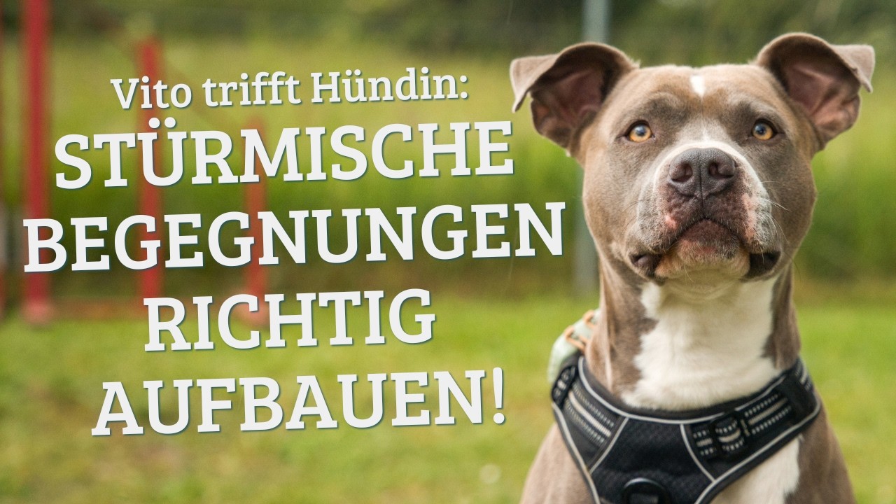 Hundebegegnung richtig aufbauen – Vito trifft auf Lilia