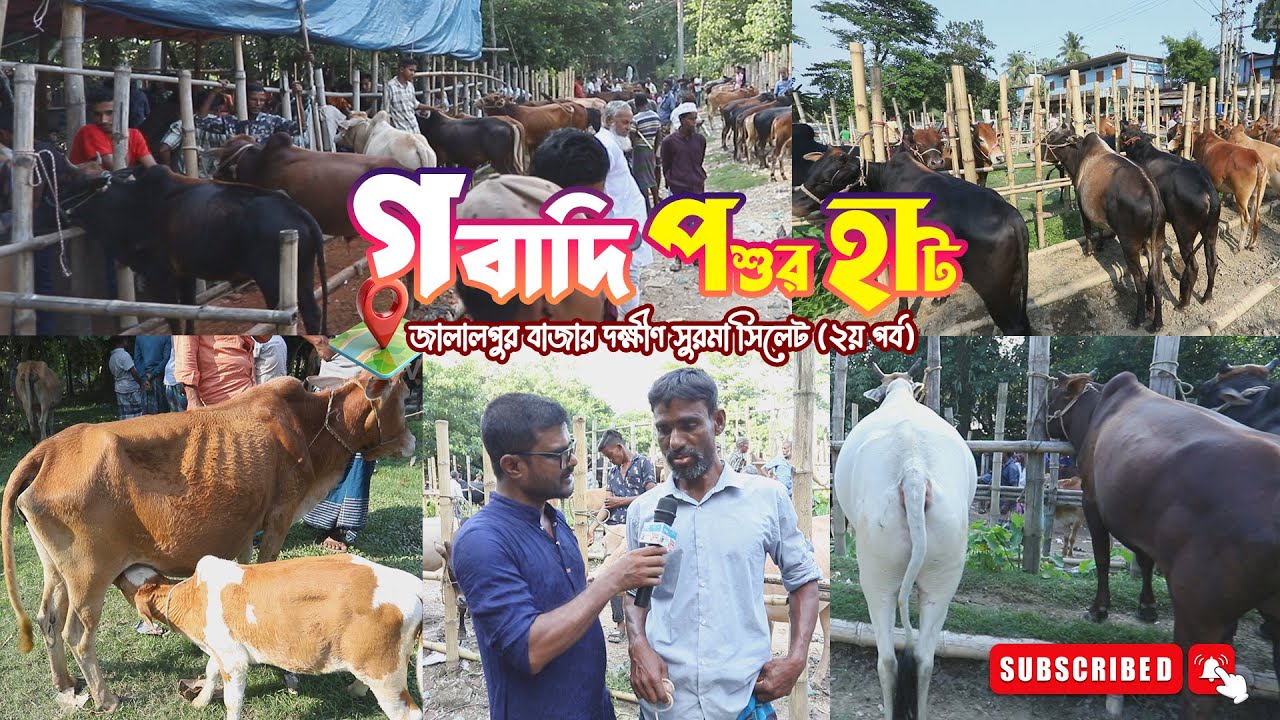 Cow Market in Sylhet Jalalpur | Gorur Bazar | দক্ষিণ সুরমা সিলেটের গরু ও ছাগলের হাট