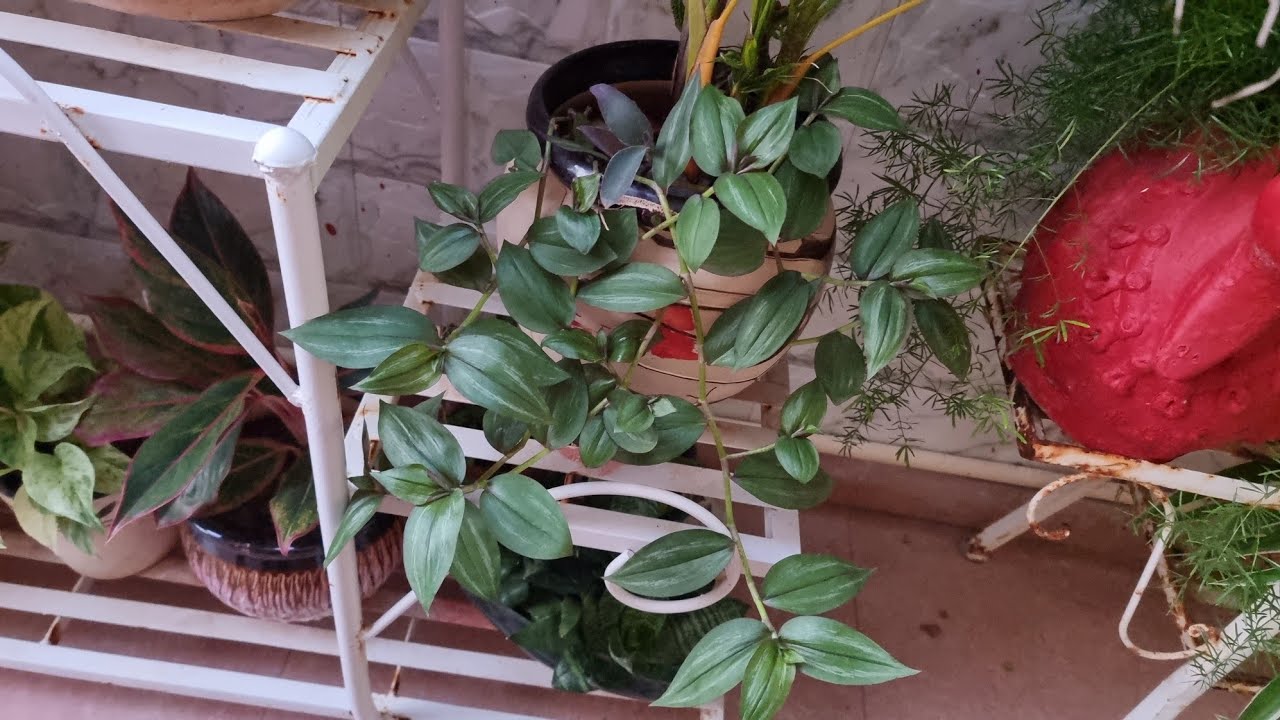 How to Grow and Care Wandering Jew || Easy to Grow Plant || Fun Gardening
