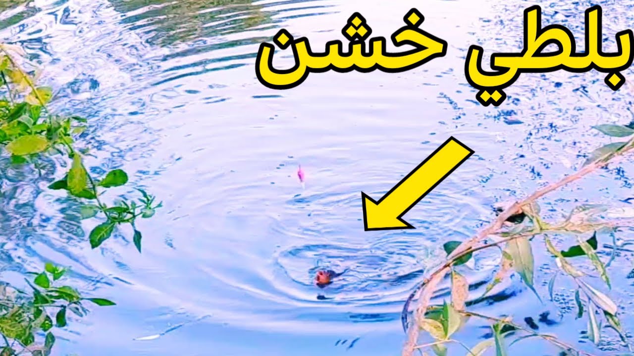 صيد سمك البلطي بالتوت المصري الاسود السمك كتير والغمره سريعه