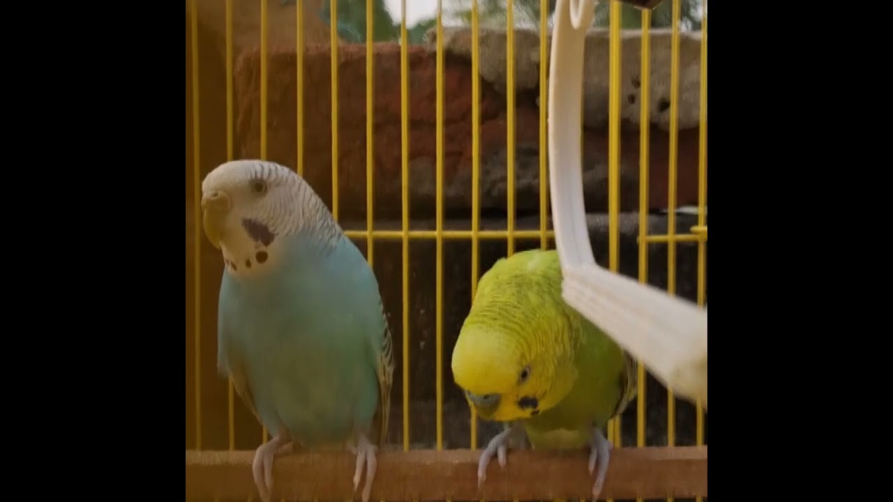 Cute Budgies Birds/#budgielove #birds #parrot #Budgies ##talkingparrot 