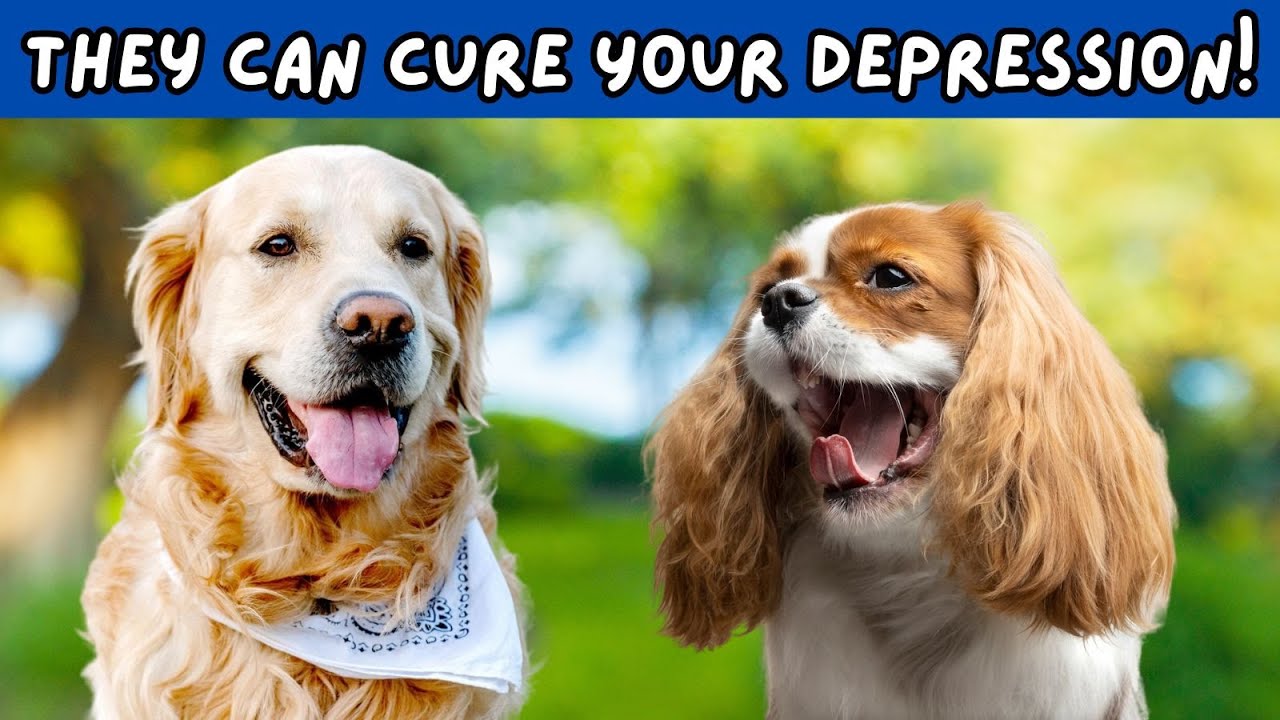 7 Dogs That Will Cure Your Depression and Anxiety! - Must Watch for Dog Lovers!