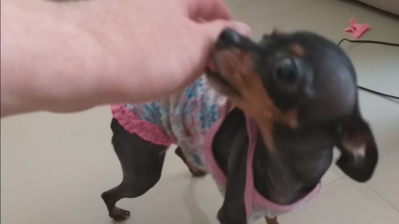 PINSCHER Tiffany, fonte de amor...