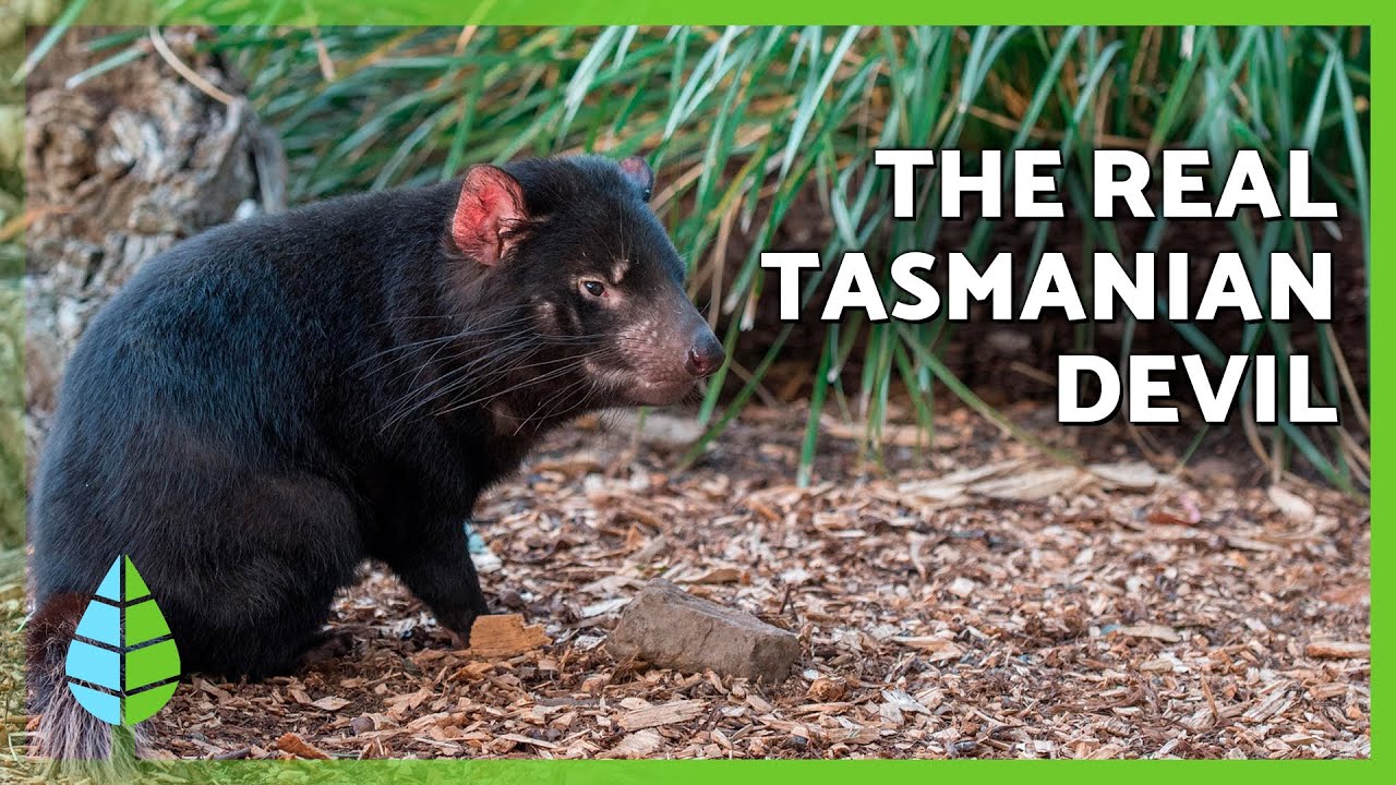Tasmanian Devil Facts 😈🐾 | Diet, Habitat & Behavior