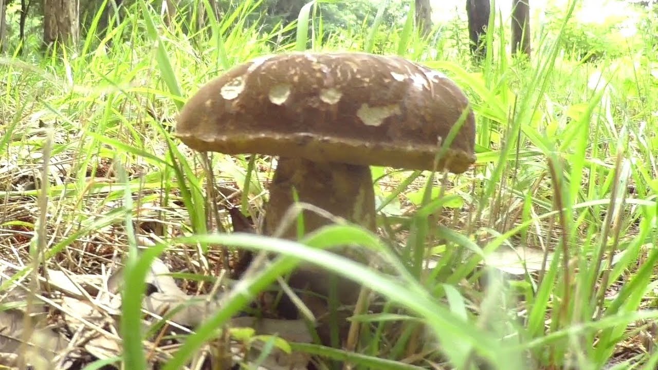 【夏のきのこ狩り】酷暑の中でヤマドリタケモドキとムラサキヤマドリタケ採ってきた