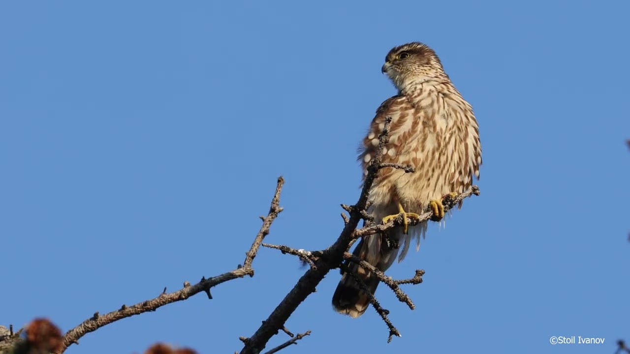Merlin Falcon with a Sparrow