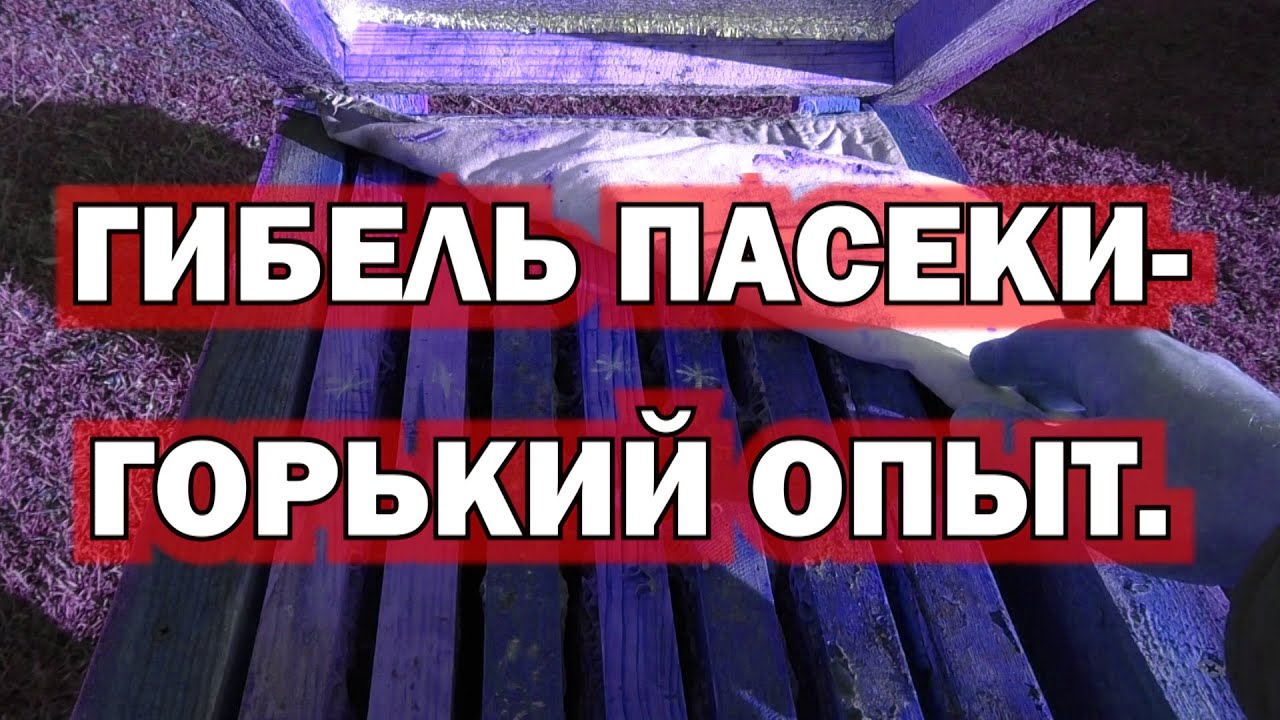 ГИБЕЛЬ ПАСЕКИ- ГОРЬКИЙ ОПЫТ. УСЛОВИЯ ХОРОШЕЙ ЗИМОВКИ ПЧЕЛ.