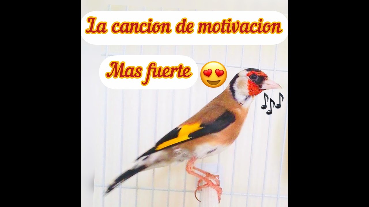 Estimular al jilguero a cantar,Perfecto para motivar y hacer pegar Alós jilgueros