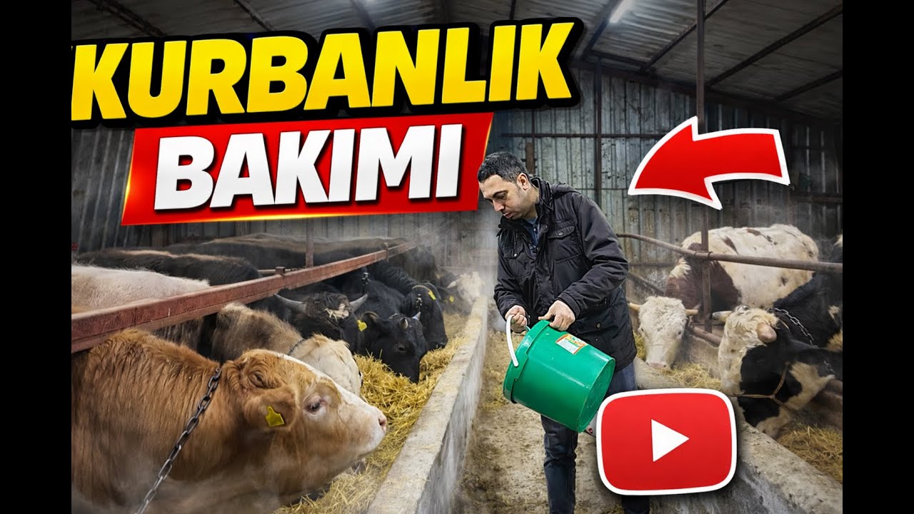 KURBANLIK BAKIMI / İYİ DANA KENDİNİ BELLİ EDER / DANA NASIL GELİŞİR 2026