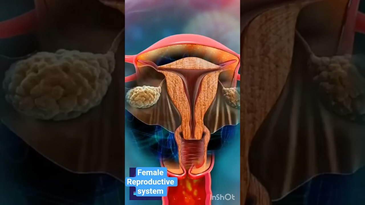 Journey to conception -functions of Female Reproductive system explained 