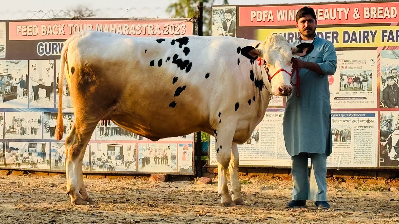 7 Star⭐️ Breed || King of Punjab 👑Gurwinder Dairy Farm