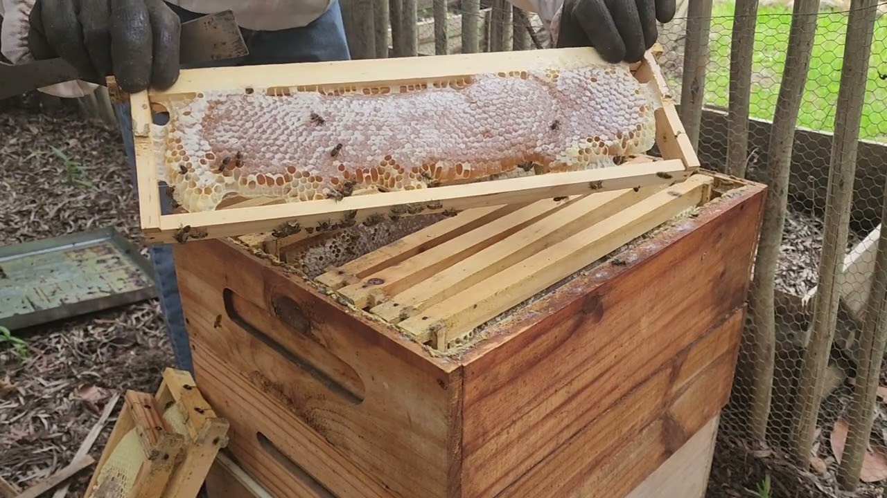 Quick hive inspection