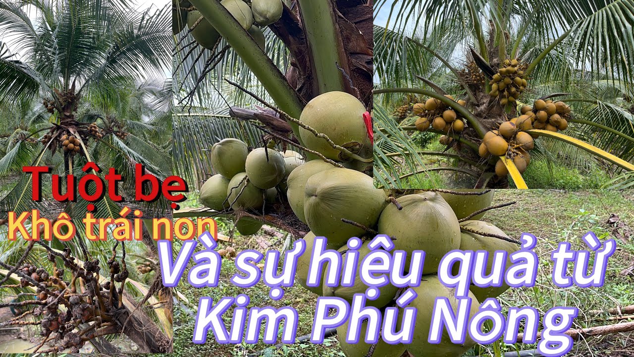 Phúc Thịnh 45: thăm vườn dừa tại xã Tân Hưng ; sự hiệu quả từ Kim Phú Nông