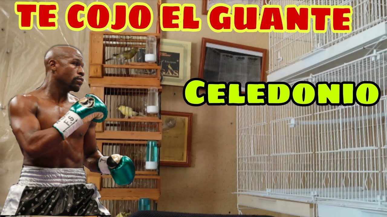 Te COJO el GUANTE CELEDONIO, AVIARIO TIMBRADO ESPAÑOL ORIGINAL 💯🎶