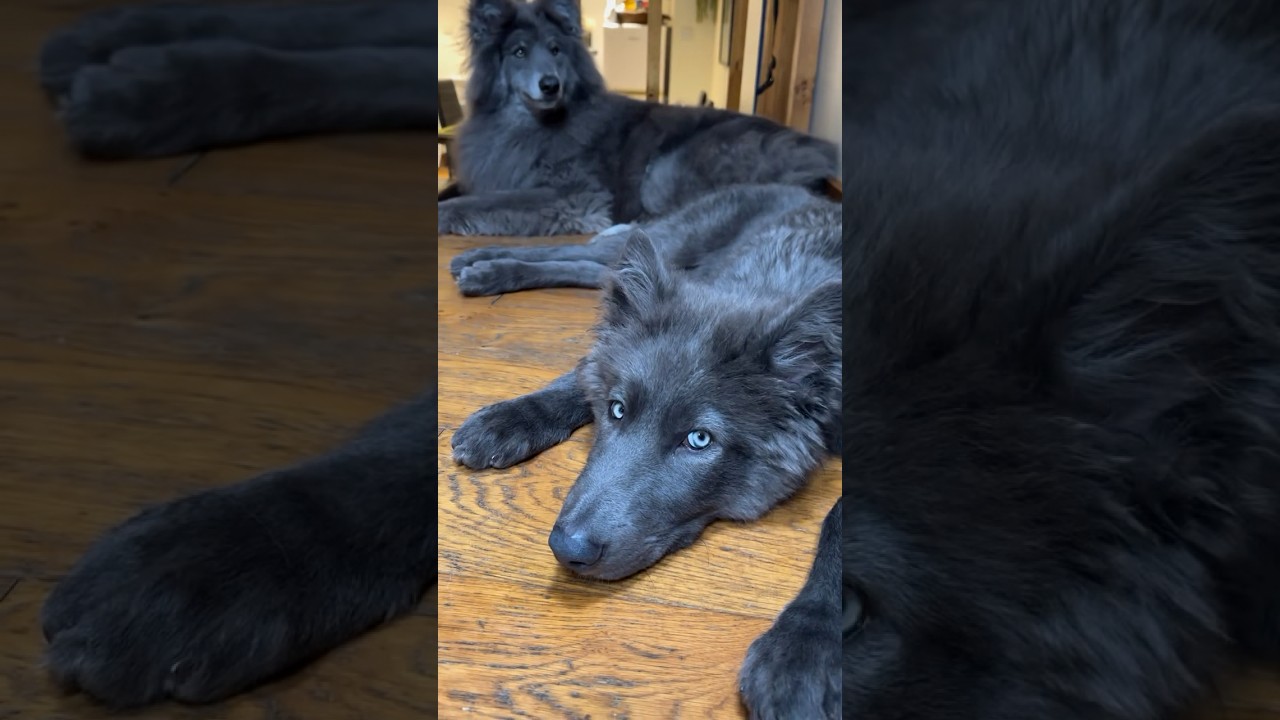 Two Blue Wolves - #bluewolfdog #bluewolf