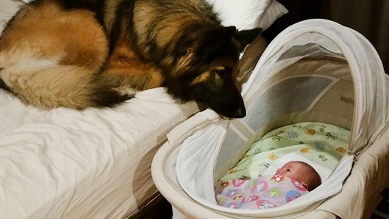 When Dog Meets His Little Friend For The First Time ❤️ Cute Dog and Human Videos 2025