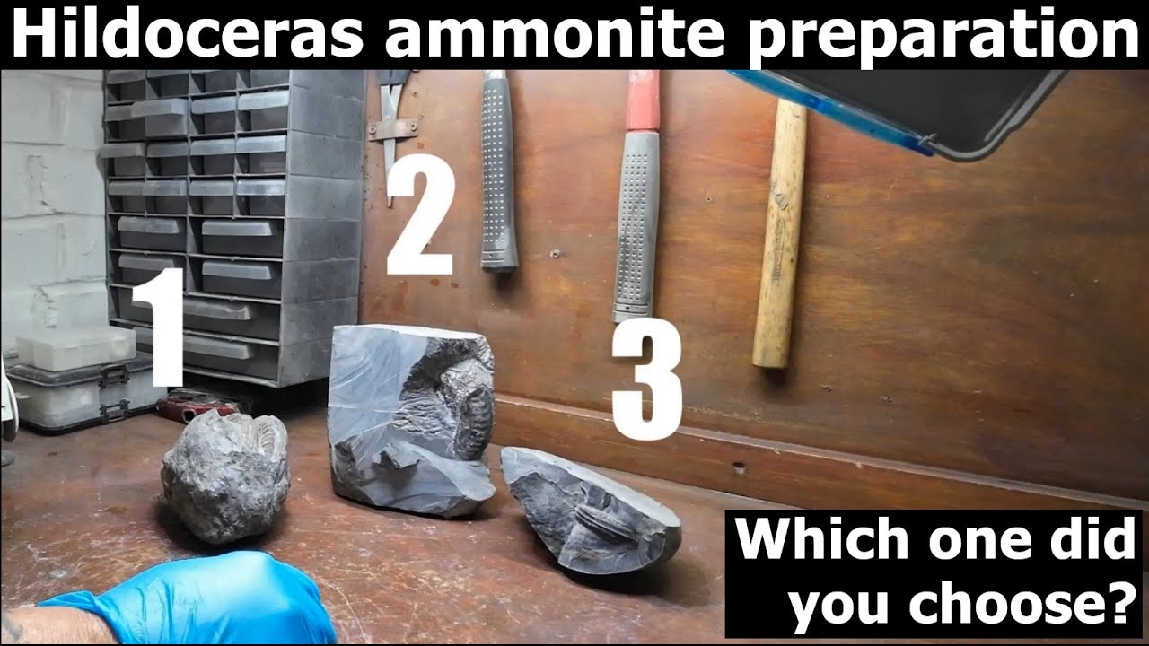Hildoceras #ammonite #fossil preparation - which one did you choose?