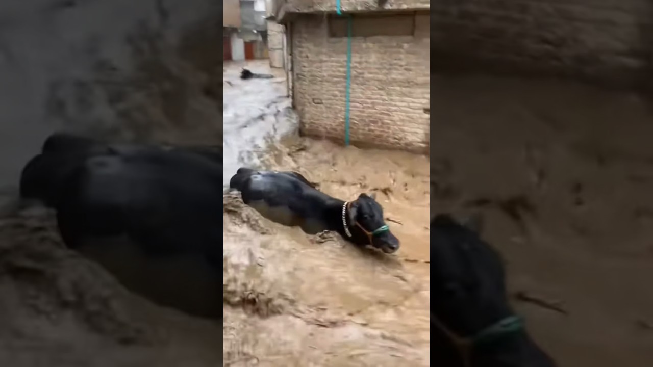 Nepal Flood alert crazy weather #nepal #news #viral #vlog #travel #weather #youtubeshorts #2026