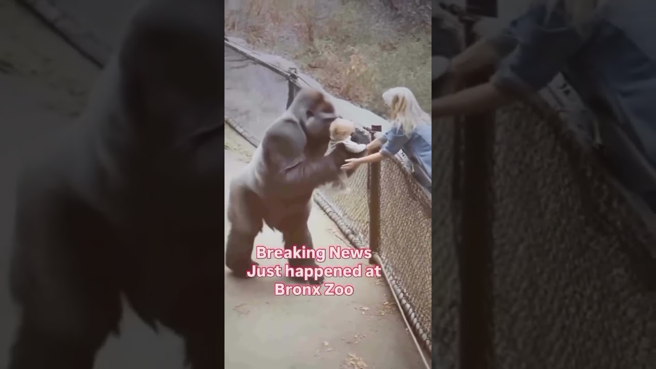 Gorilla at Bronx Zoo politely gives baby back to his Mother! 😱