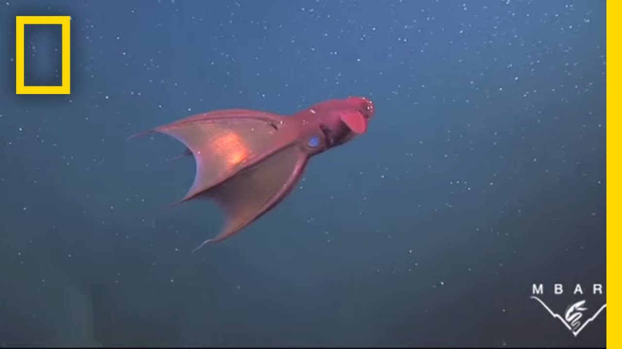 Vampire Squid Turns Itself 
