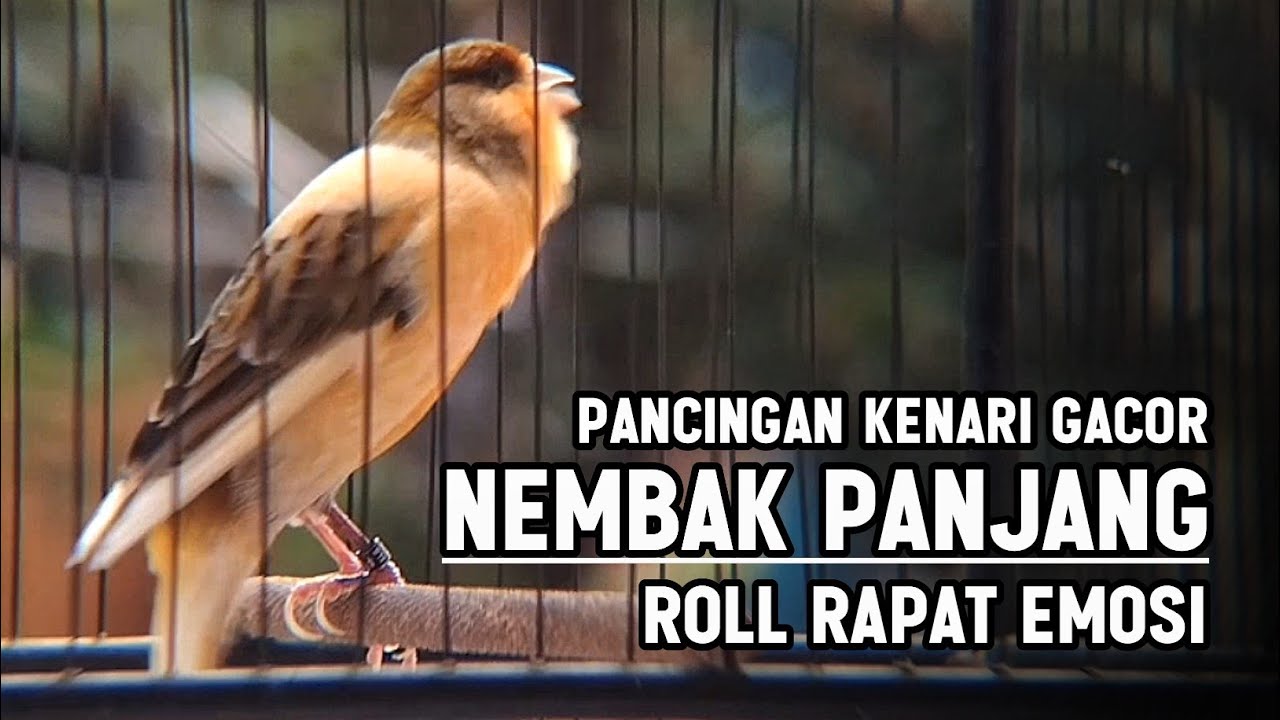 KENARI GACOR PANJANG Rol Rapat EMOSI Cuit cuit Ngerol, Pancingan kenari paud belajar bunyi