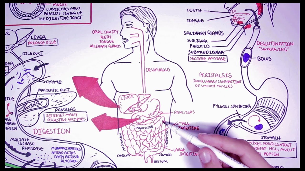 Hungry Microbiome: The Digestive System