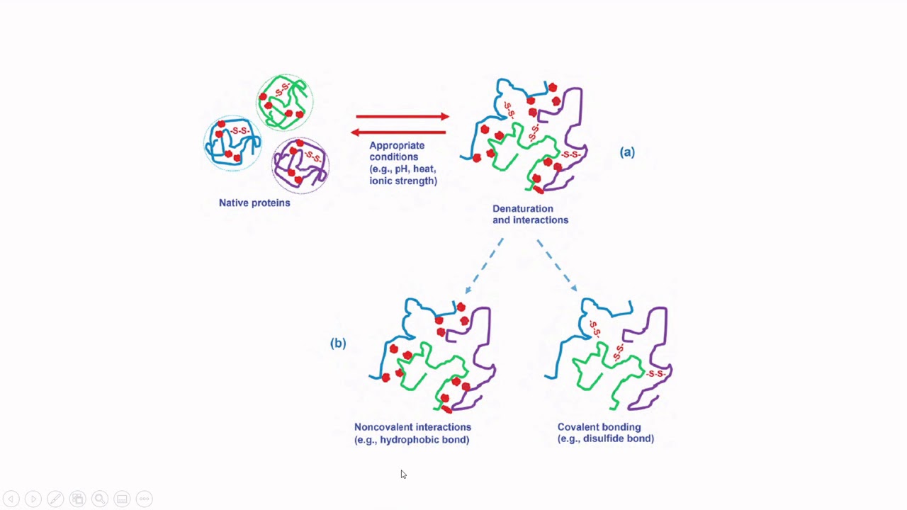 Let's Learn Food Science - Protein restructuring and denaturation