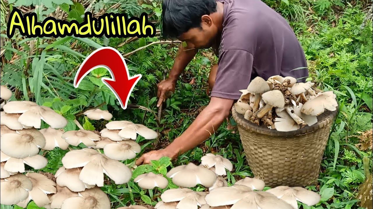 Alhamdulillah❗Dapat jamur lagi rejeki nomplop