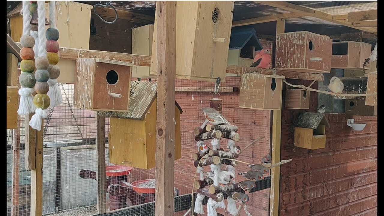 Mixed aviary, Zebra finches, Bengalese finches, Java sparrows, and Bourke's parakeets