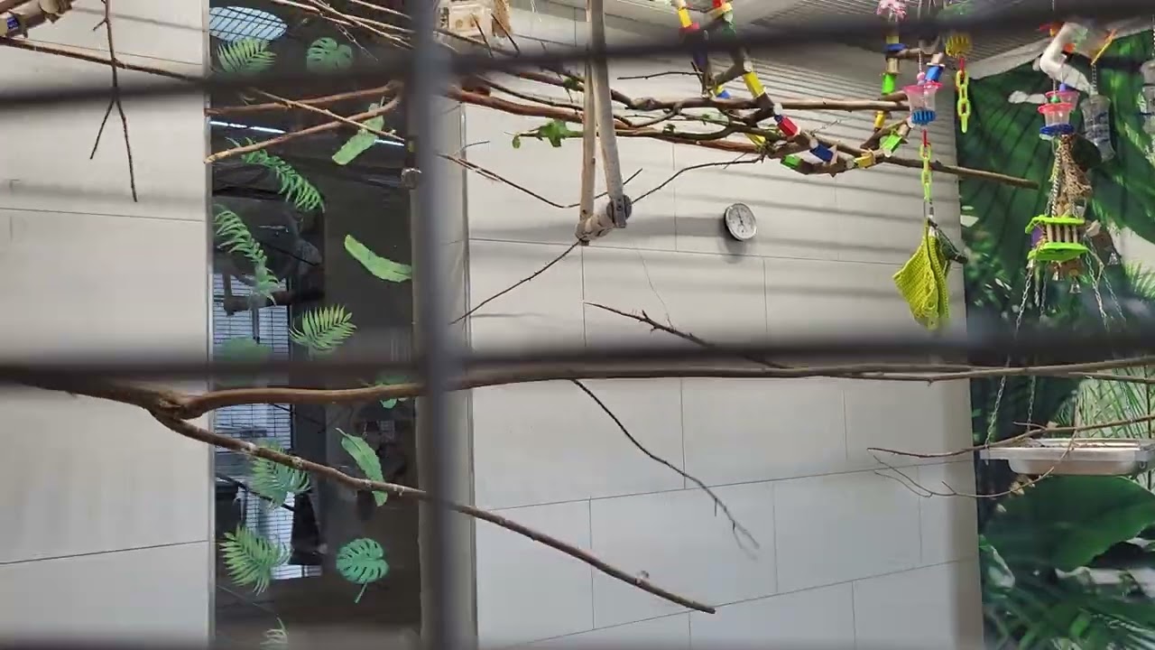 Voliere Papageien Fliegen Welche Raumaufteilung ist sinnvoll? African Grey Graupapageien