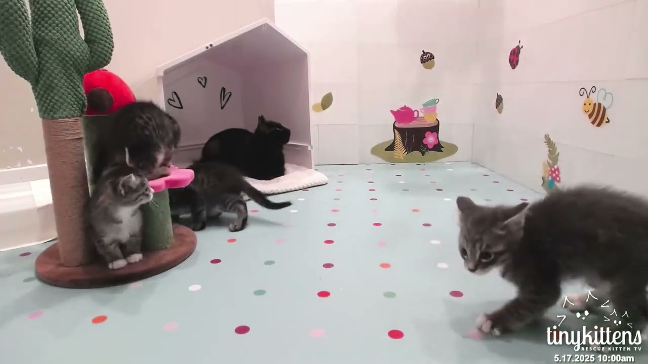 The Nut kittens run amok! May 17 2025 🐾