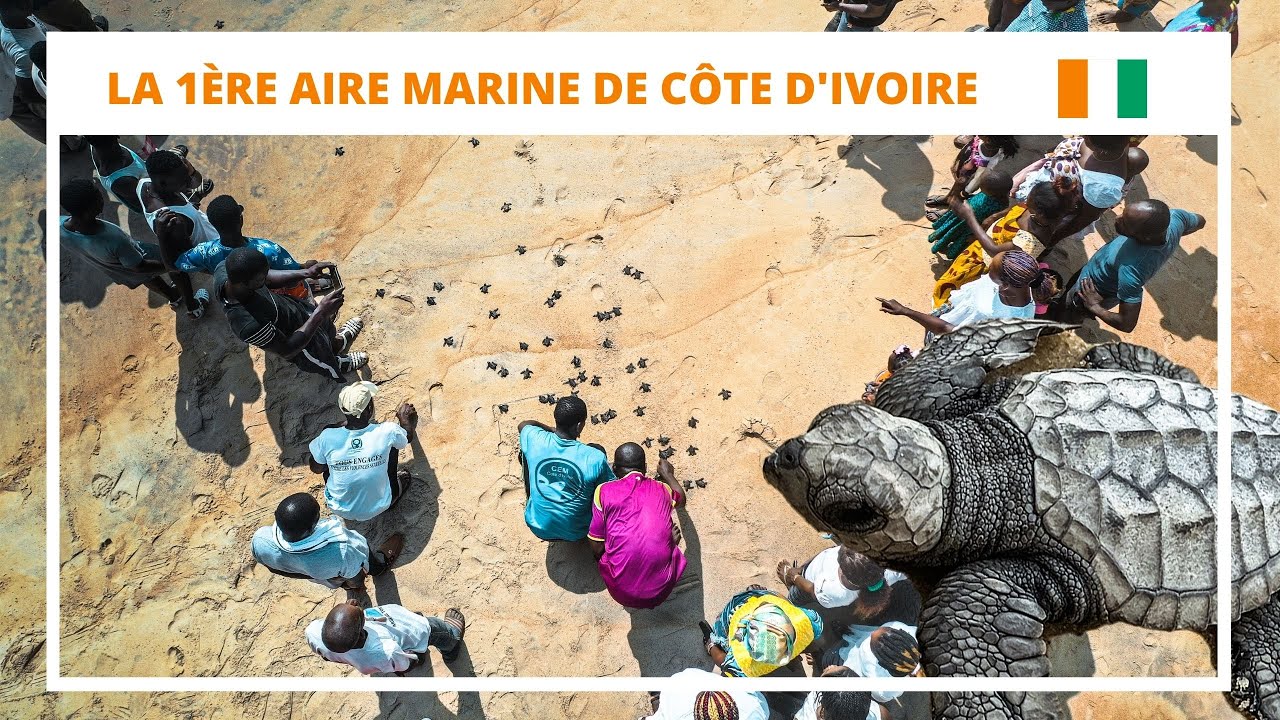 🇨🇮 CÔTE D'IVOIRE: Les Tortues dans vos assiettes, c'est fini ! DECOUVERTE FONDS MARINS 🐢🐢🐢