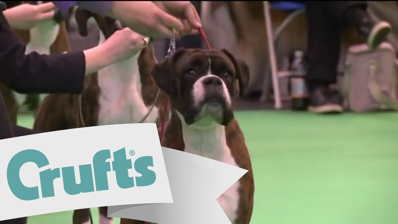 Best of Breed - Boxer Dog | Crufts 2011 sponsored by dfs