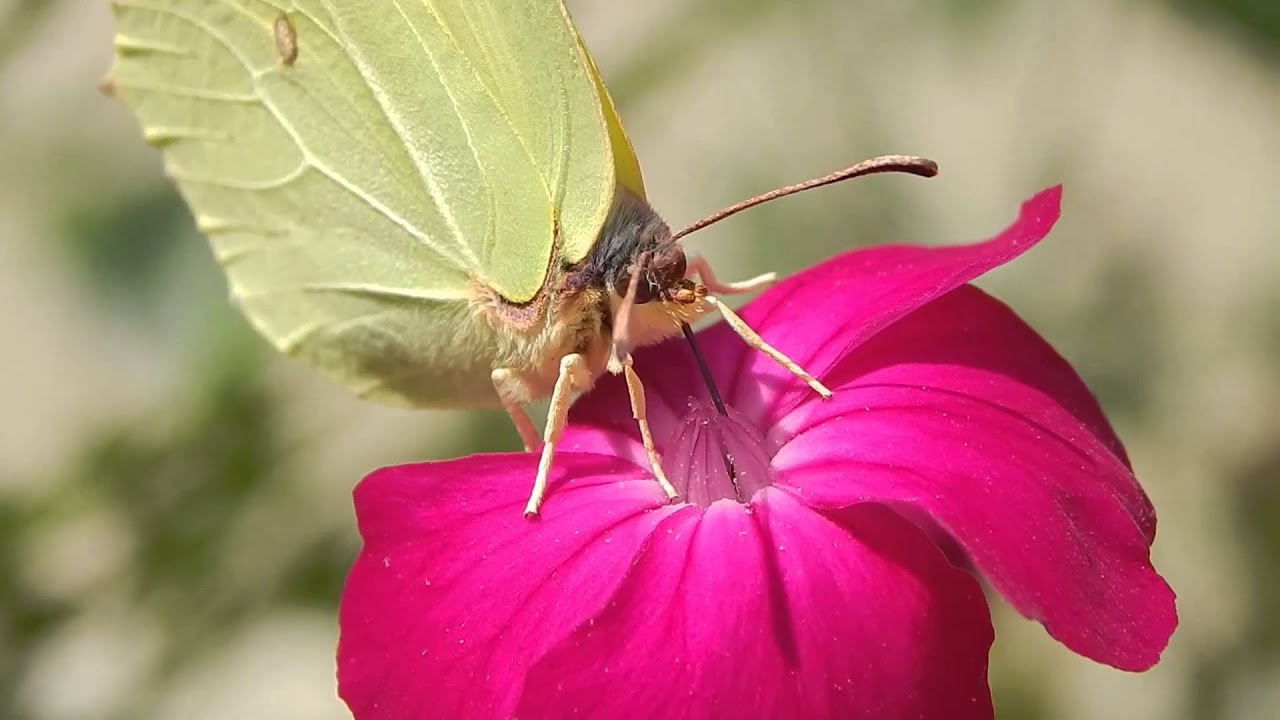 Лимонниця - Gonepteryx - Лимонницы  макро