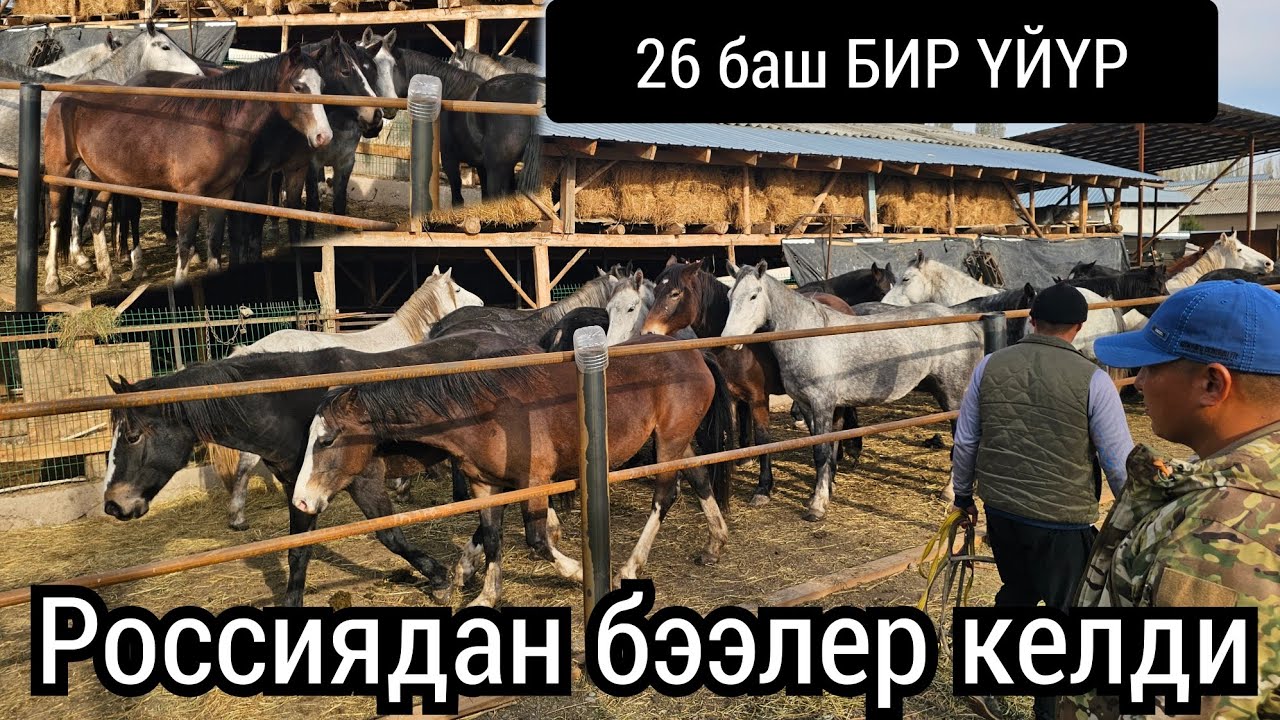 оптомго БЭЭЛЕР келди ОРУСИЯДАН 26 баш