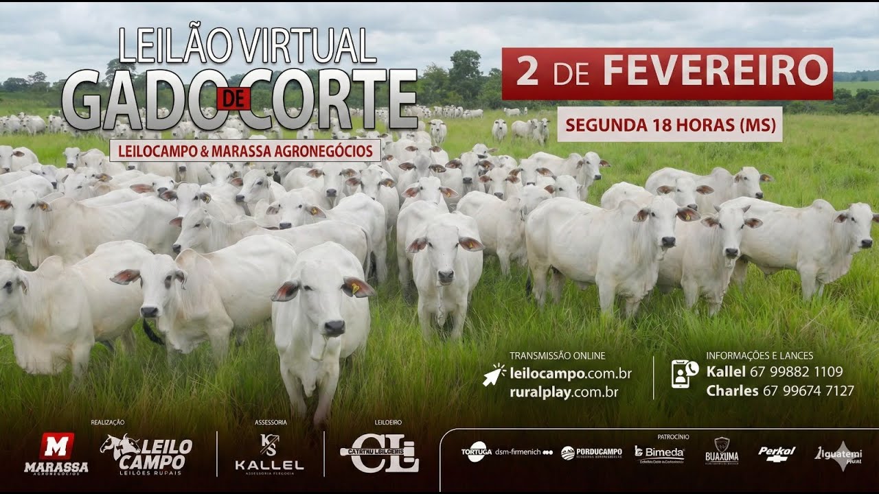 LEILÃO VIRTUAL LEILOCAMPO & MARASSA AGRONEGÓCIOS - CAMPO GRANDE/MS - RURAL PLAY