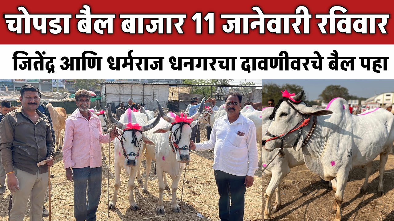 चोपडा बैल बाजार 🛑 11 जानेवारी रविवार | टॉप कॅलिटी माळवी बैल आलेत बाजारात 😍 #बैलबाजार 