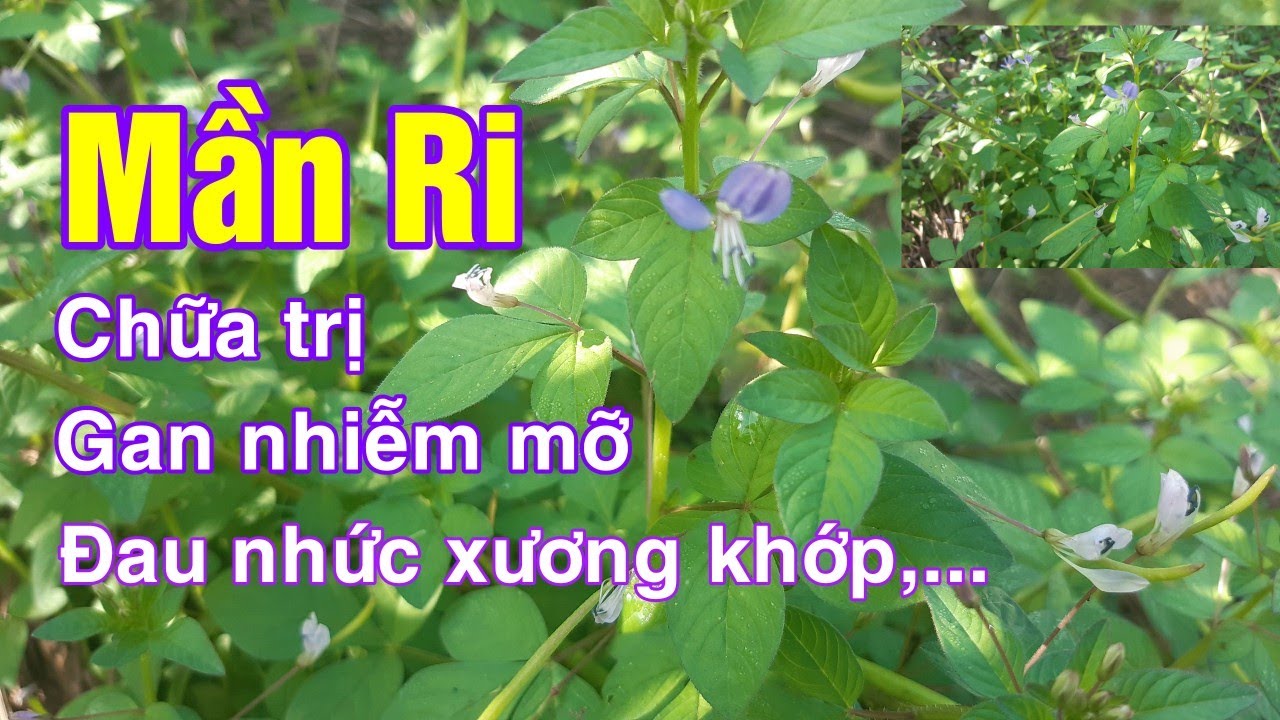 Cây Mần Ri và những công dụng thần kì | Mần Ri hoa tím| Hằng Lê HG85