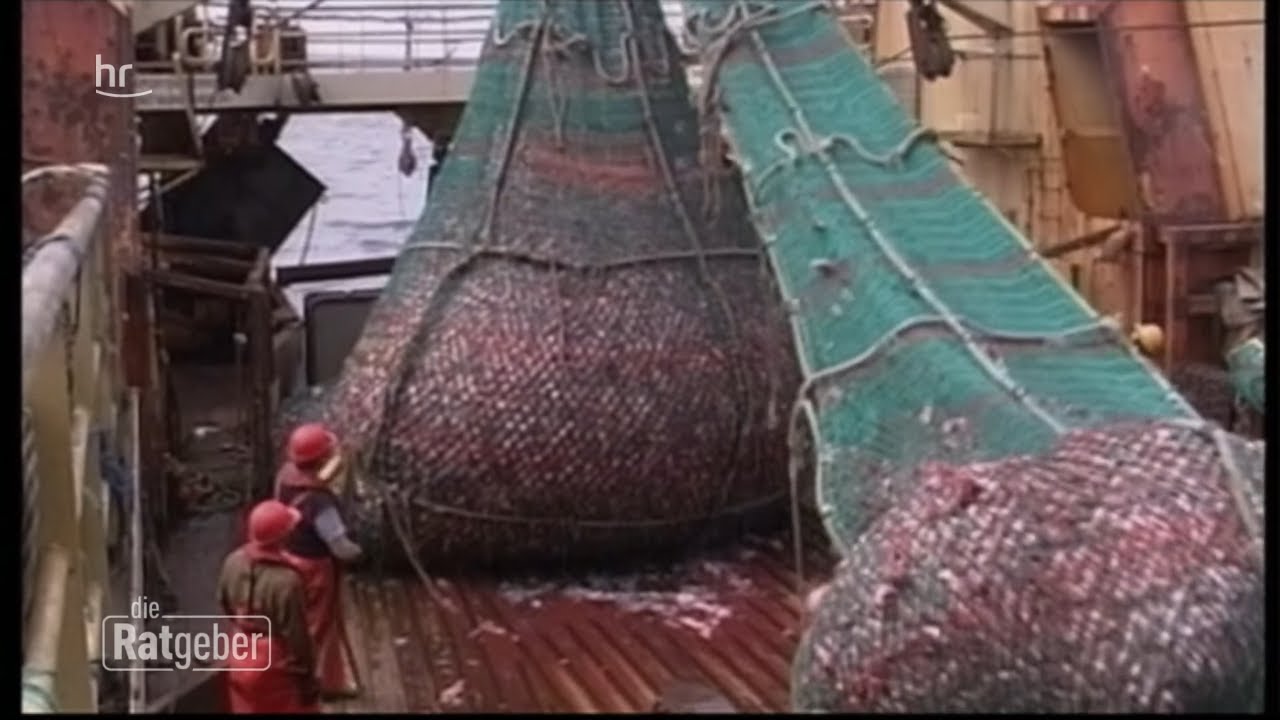 Welchen Fisch darf man noch essen? | ratgeber
