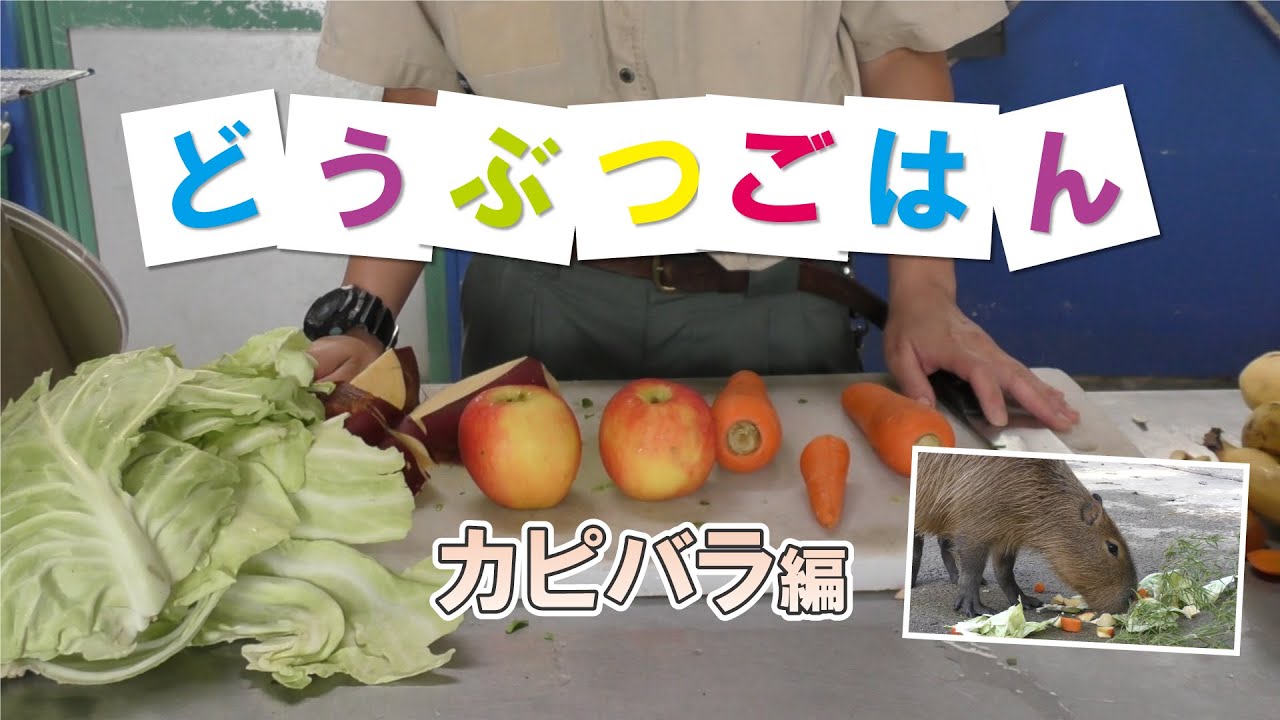 どうぶつごはん【カピバラ編】