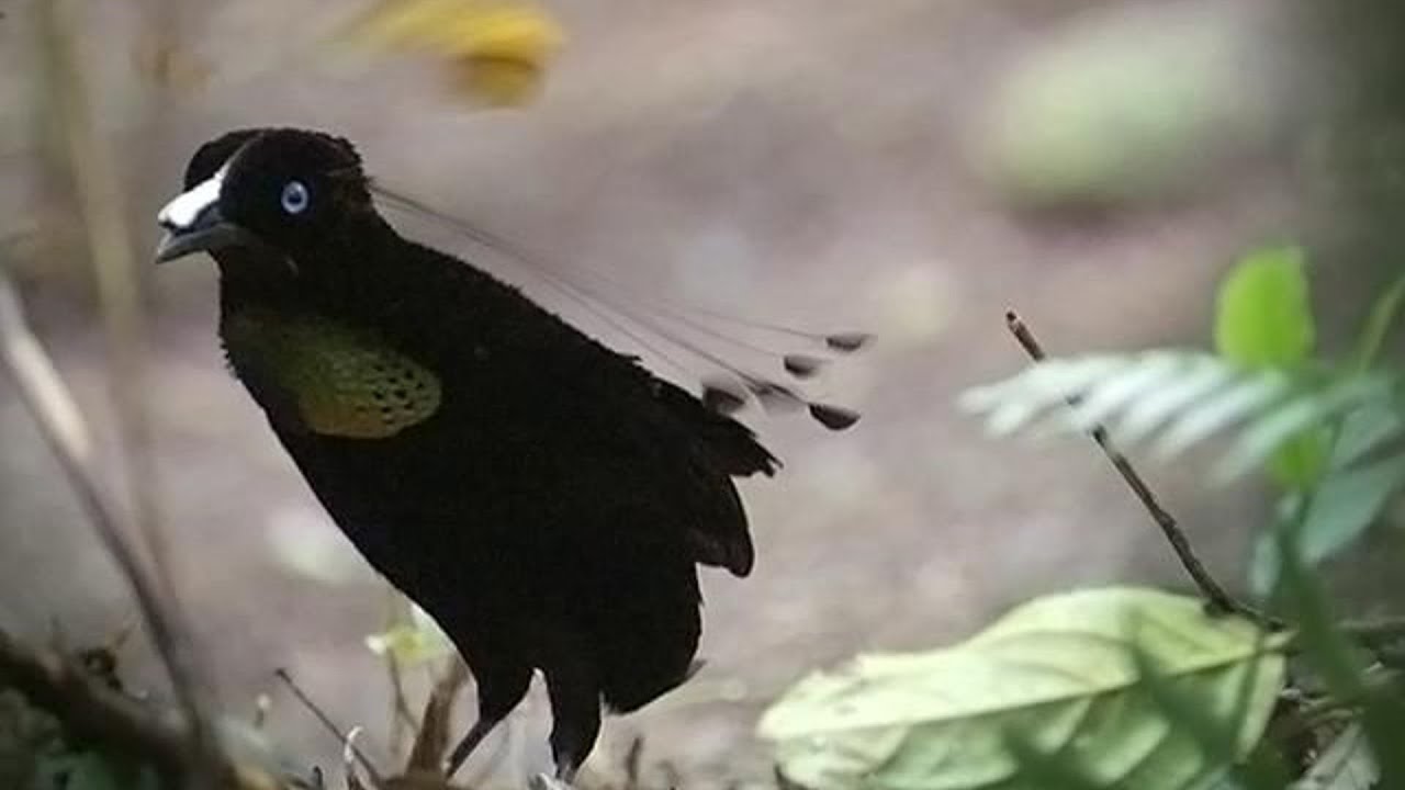 Bill Burr - Birds of Paradise