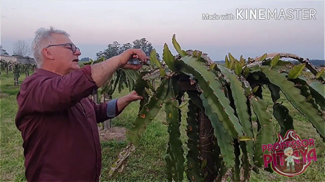 23 ) - Poda de reparo e preparação para produção de Pitayas