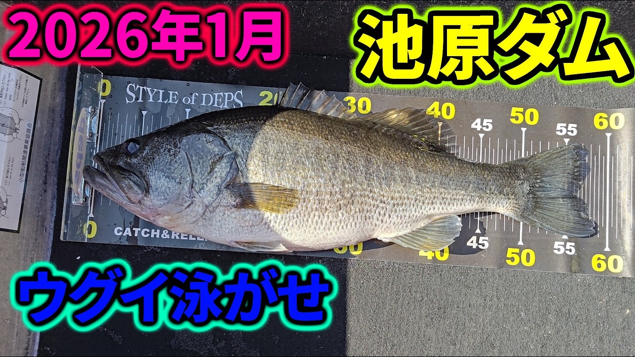 【池原ダム】バスフィッシング2026年1月18日【ウグイ泳がせ】