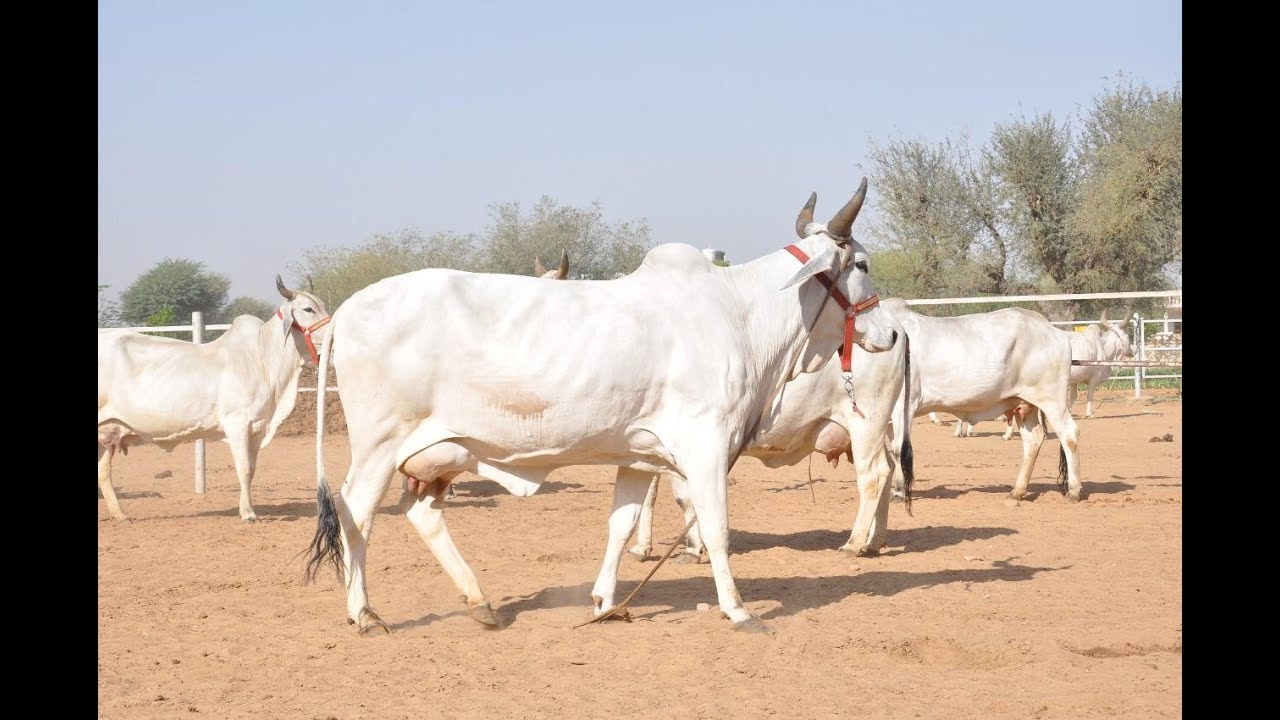 Tharparkar Cows & Heifers for Sale | Desi Cow 15 Litre  | थरपारकर फॉर सेल
